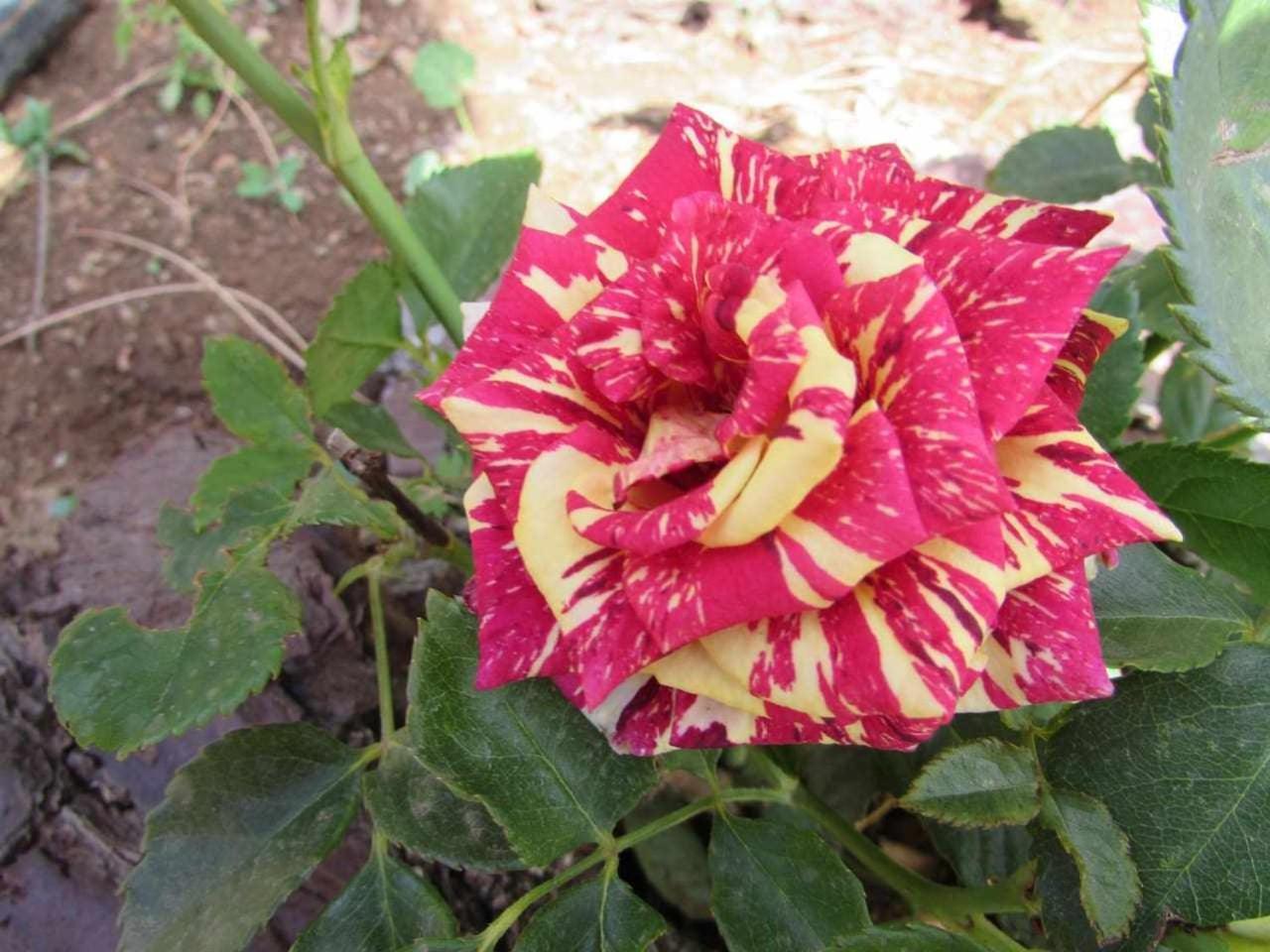 הוילה מונצ'יק Quinta Da Idalina חדר תמונה